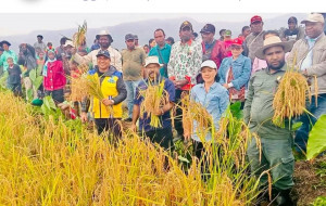 Program Cetak Sawah 2.000 Hektar Dimulai, Papua Pegunungan Targetkan Swasembada Beras