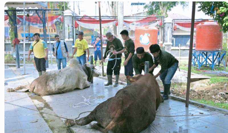 Pemkot Jambi Salurkan 187 Sapi Kurban, 16 Ekor Dipotong di Kantor Wali Kota